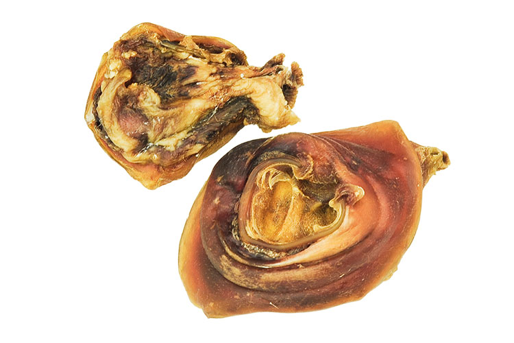 Knabberohrmuschel Knabberohrmuschel