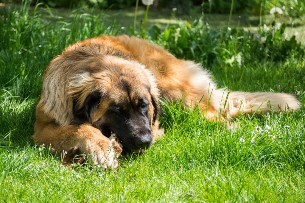 ☀️🐶 Heiße Tage? Ab in den Schatten! Während wir die Sonne genießen, machen es sich unsere Vierbeine